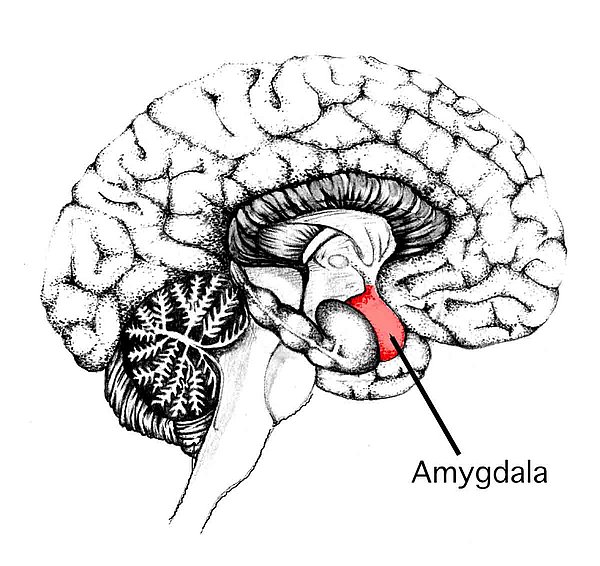 is-highly-sensitive-person-genetic-hisensitives