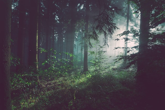 On the image, there is a forest and in the background the light is shining through the trees. It is a perfect representation of forest bathing and wellbeing.