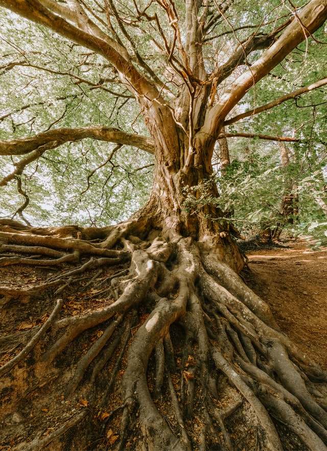 On the image, there is a tree with its roots. This perfection visualizes the roots visualization for empaths.