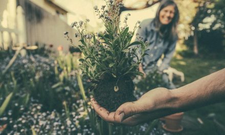 How To Create A Sensory Garden To Indulge Your Senses