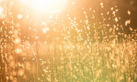 The Glimmers of Our Lives: Why They Matter