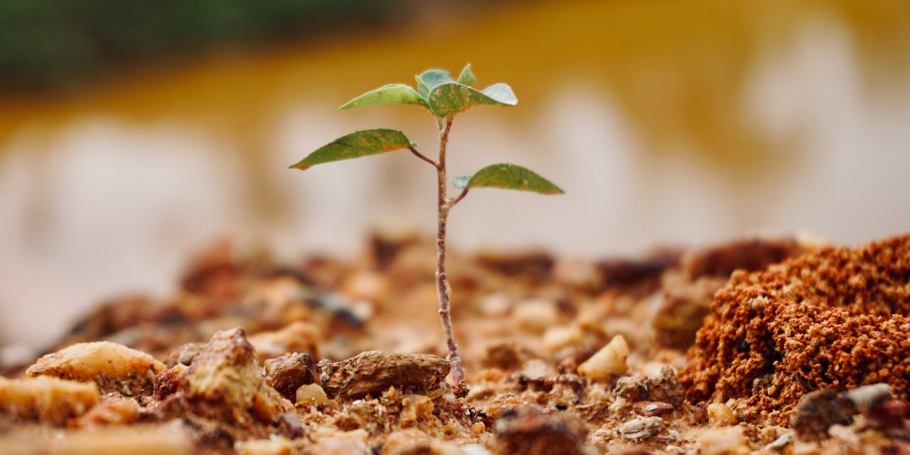 Saving Money When Shopping for Trees: 6 Effective Tips