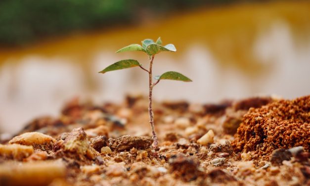 Saving Money When Shopping for Trees: 6 Effective Tips