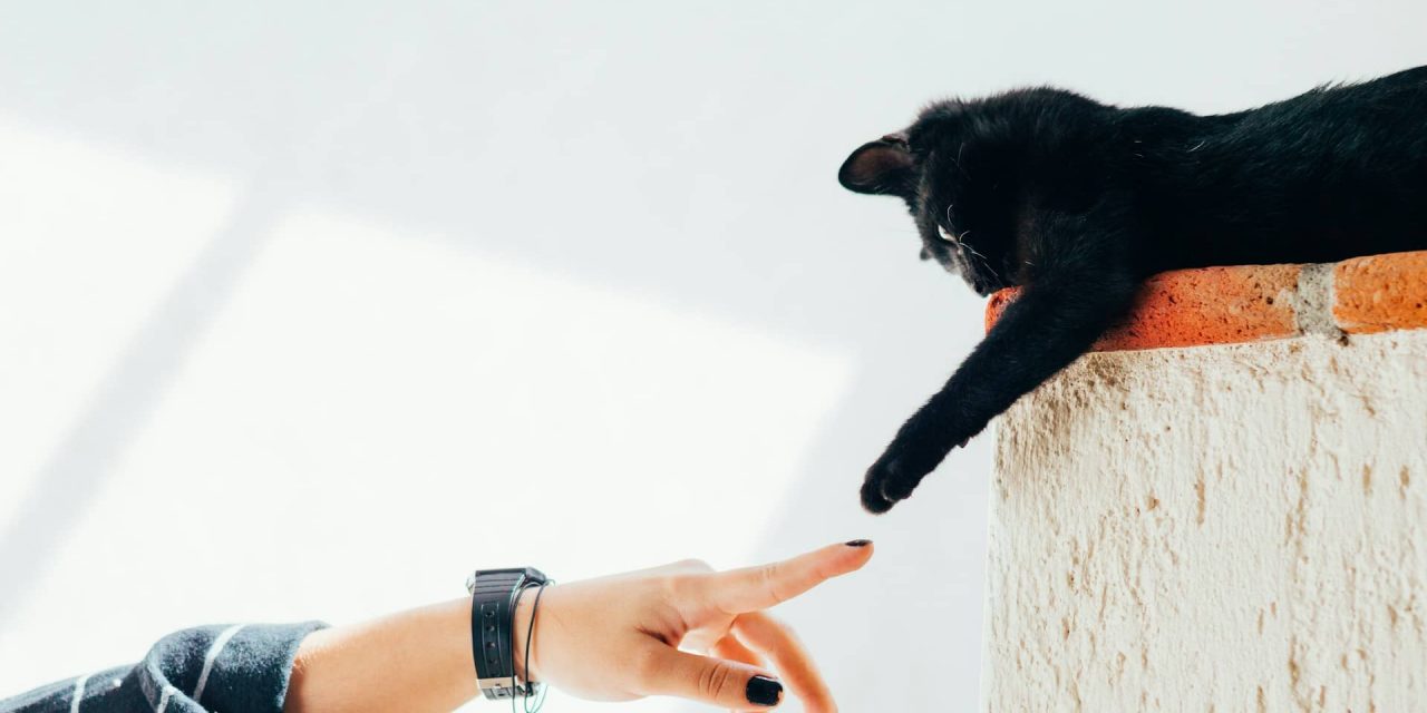 How Can Pets Help Personal Growth for Highly Sensitive People?