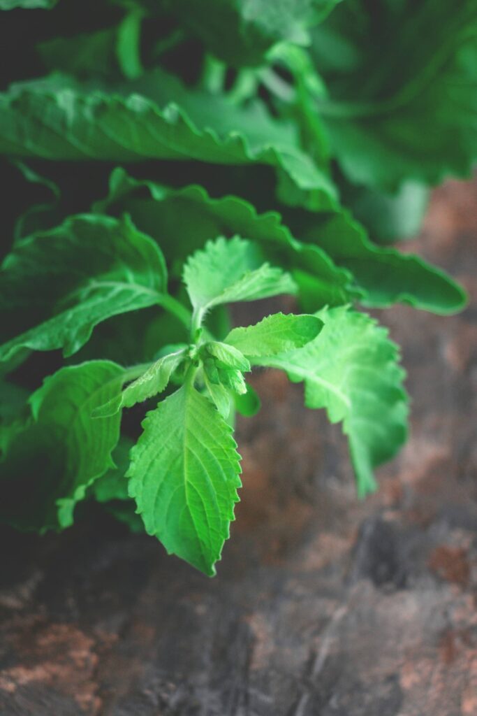 Holy basil